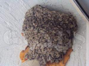 KU� YUVASI G�RENLER� HAYRETE D���RD�