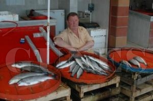 BALIK BEREKET� DEN�ZLERDEN UZAK