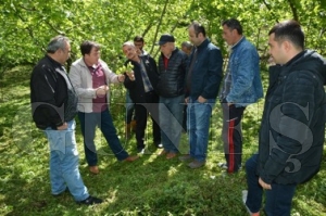 Fındıkta ‘tarla okulu’ Fındıkta ‘tarla okulu’