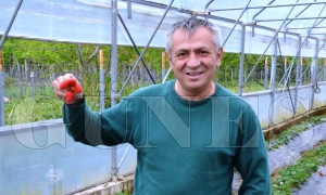 Çilek üretimi yüz güldürdü Çilek üretimi yüz güldürdü
