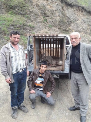 Yaralı Karacalara şefkat Yaralı Karacalara şefkat