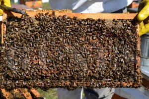 Türkiye’de en çok bal üreten il 16 bin278 ton ile Ordu Türkiye’de en çok bal üreten il 16 bin278 ton ile Ordu