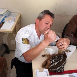 Bulduğu yavru Ceylanı bebek gibi besledi Bulduğu yavru Ceylanı bebek gibi besledi