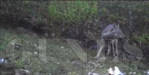 Aç kurtlar fotokapana yakalandı Aç kurtlar fotokapana yakalandı