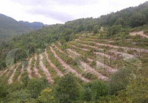Ordu’da 6 ayda 1,4 milyon fidan üretildi Ordu’da 6 ayda 1,4 milyon fidan üretildi