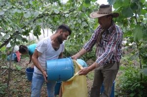 Fatsa’da fındık hasadı başladı... Fatsa’da fındık hasadı başladı...