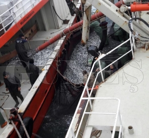 Karadeniz'den en çok hamsi ve palamut çıkıyor Karadeniz'den en çok hamsi ve palamut çıkıyor