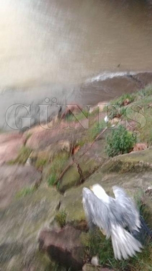 Karayolunda ezilmek üzere olan martıyı belediye işçisi kurtardı Karayolunda ezilmek üzere olan martıyı belediye işçisi kurtardı