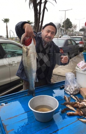 Fatsa’da 5 kilo ağırlığında levrek yakalandı Fatsa’da 5 kilo ağırlığında levrek yakalandı