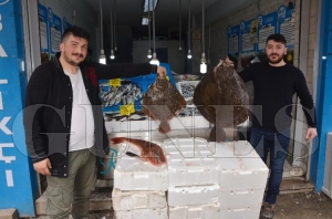 Bin 200 liraya dev kalkan balığı Bin 200 liraya dev kalkan balığı