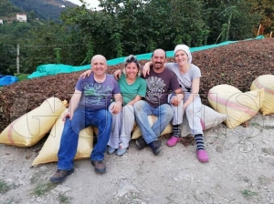 Fındık üreticileri harmanda Fındık üreticileri harmanda
