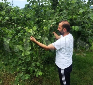 Üreticinin kahverengi altını: Fındık Üreticinin kahverengi altını: Fındık