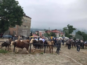 Hayvan pazarnda sessiz bekleyi hakim