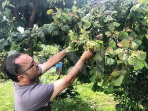 Fındık üreticisinin fiyatı beklentisi 20 TL Fındık üreticisinin fiyatı beklentisi 20 TL