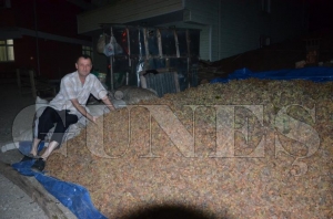 Fındığın maliyeti 15 TL olarak belirlendi Fındığın maliyeti 15 TL olarak belirlendi