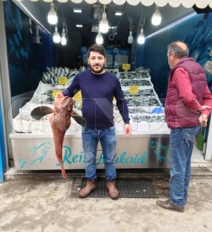 Yıllar sonra ağlara takılan kırlangıç balığı şaşırttı Yıllar sonra ağlara takılan kırlangıç balığı şaşırttı