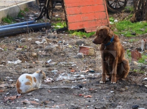 SOKAK KÖPEĞİ İLE KEDİNİN DOSTLUĞU SOKAK KÖPEĞİ İLE KEDİNİN DOSTLUĞU