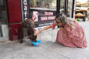 Yaz scanda susuz kalan can dostlara su brakld