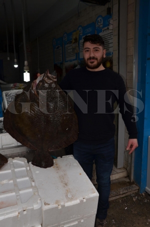 Dev kalkan balığı bin TL’ye satıldı