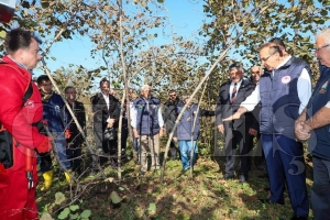 Vali Yavuz, Fındıkta örnek Budama çalışmalarını yerinde inceledi Vali Yavuz, Fındıkta örnek Budama çalışmalarını yerinde inceledi