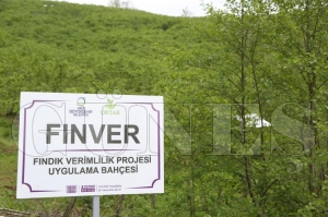 ORTAR fındık bahçelerini sigortalattı ORTAR fındık bahçelerini sigortalattı