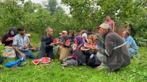 Vali Sonel, fındık bahçesinde işçilerle birlikte fındık topladı Vali Sonel, fındık bahçesinde işçilerle birlikte fındık topladı