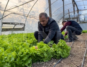 Ordu’da seracılık yaygınlaşıyor Ordu’da seracılık yaygınlaşıyor