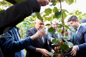 Vali Erol, kivi hasadna katld