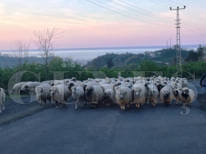 KOYUNLARIN YAYLA YOLCULUĞU BAŞLADI KOYUNLARIN YAYLA YOLCULUĞU BAŞLADI