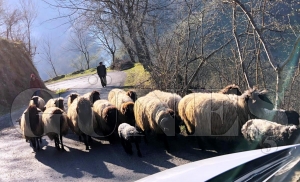 Koyunlar�n yayla yolculu�u ba�lad�
