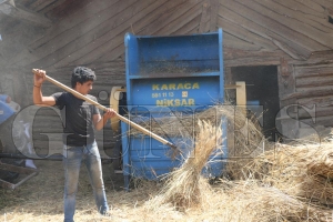 Budayn atas Siyezde hasat balad