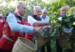 F�nd�k hasat sezonu ba�lad�...
