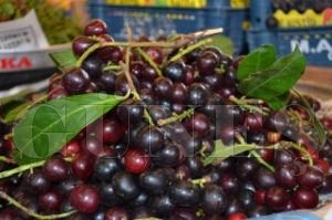 Karayemi sinirleri yattrr