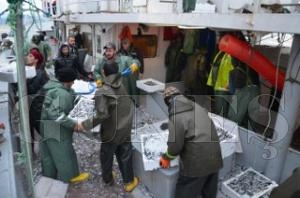 Hamsi, balklar sevindirdi