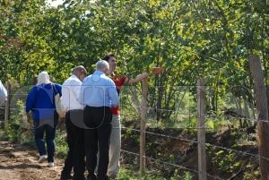 Araplar Türk fındığına hayran kaldı Araplar Türk fındığına hayran kaldı