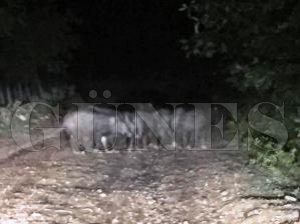 YABAN DOMUZLARI MAHALLEYİ KUŞATTILAR YABAN DOMUZLARI MAHALLEYİ KUŞATTILAR