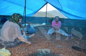 FINDIK �RET�C�LER� HARMANLARDA