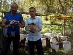İLÇEMİZDE İSTİRİDYE MANTARI YETİŞTİRİCİLİĞİ YAYGINLAŞIYOR İLÇEMİZDE İSTİRİDYE MANTARI YETİŞTİRİCİLİĞİ YAYGINLAŞIYOR