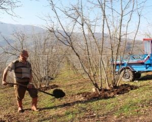 - Fındık fiyatları 9.75 TL’ye düştü, üretici tepkili - Fındık fiyatları 9.75 TL’ye düştü, üretici tepkili