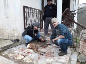 Avc�lar taraf�ndan vurulan karaca tedavi edildi