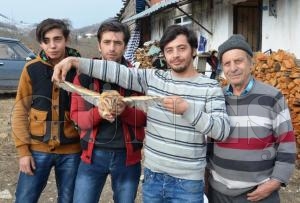 Yaralı baykuşa sahip çıktı Yaralı baykuşa sahip çıktı