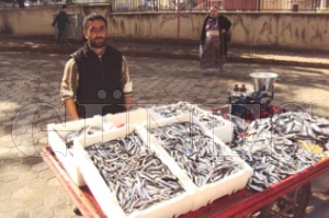 Vatanda hamsi, istavrit, mezgit i tercih ediyor