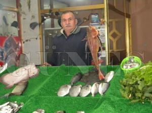 Hamsiyi palamut ve inekop yedi!