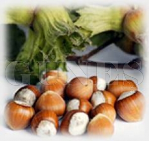LK FINDIK 6.40 TL.DEN LEM GRD