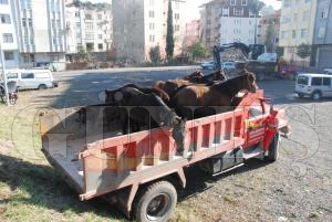 Zabtadan Sahipsiz At Operasyonu