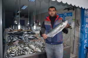 HAMSİ TEZGAHTA DEĞİL, PALAMUTUN MİDESİNDE HAMSİ TEZGAHTA DEĞİL, PALAMUTUN MİDESİNDE