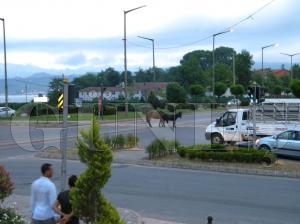Başıboş At ve Eşek Trafikte Sürücülere Zor Anlar Yaşattı Başıboş At ve Eşek Trafikte Sürücülere Zor Anlar Yaşattı
