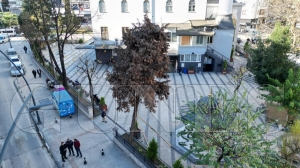 Risk taşıyan ağacın yerine ıhlamur ağacı dikildi Risk taşıyan ağacın yerine ıhlamur ağacı dikildi