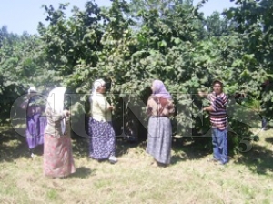 FINDIK HASAT DNEM BALADI