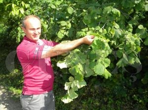 Yine Yeerdi Fndk Dallar